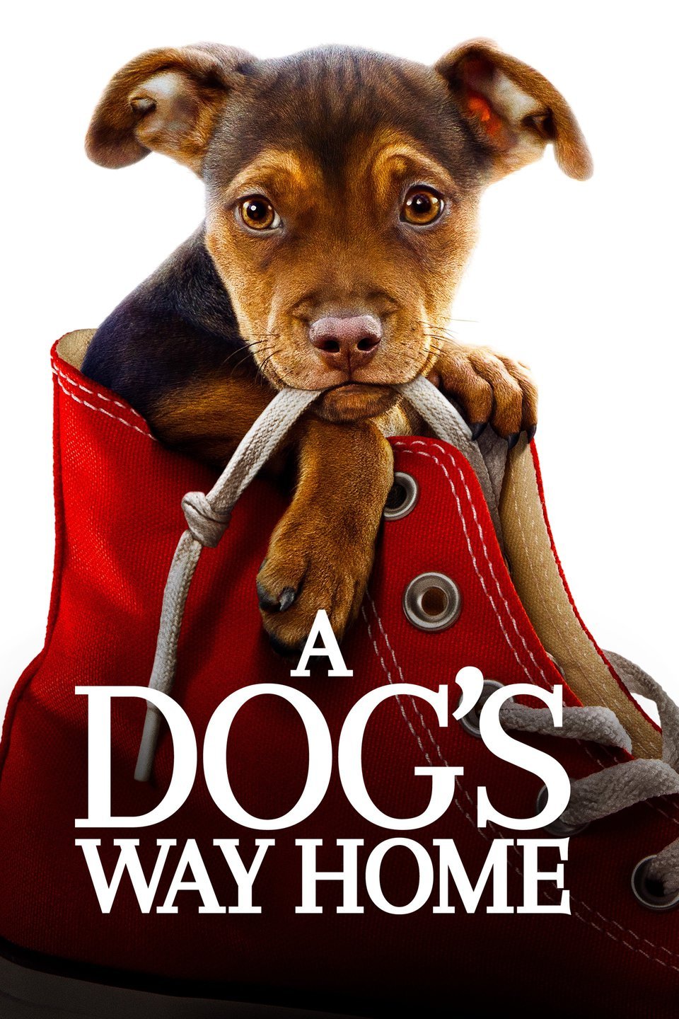 [MINI Super-HQ] A Dog’s Way Home (2019) เพื่อนรักผจญภัยสี่ร้อยไมล์ [1080p] [พากย์ไทย 2.0 + เสียงอังกฤษ DTS] [บรรยายไทย + อังกฤษ] [เสียงไทยมาสเตอร์ + ซับไทย] [OPENLOAD]