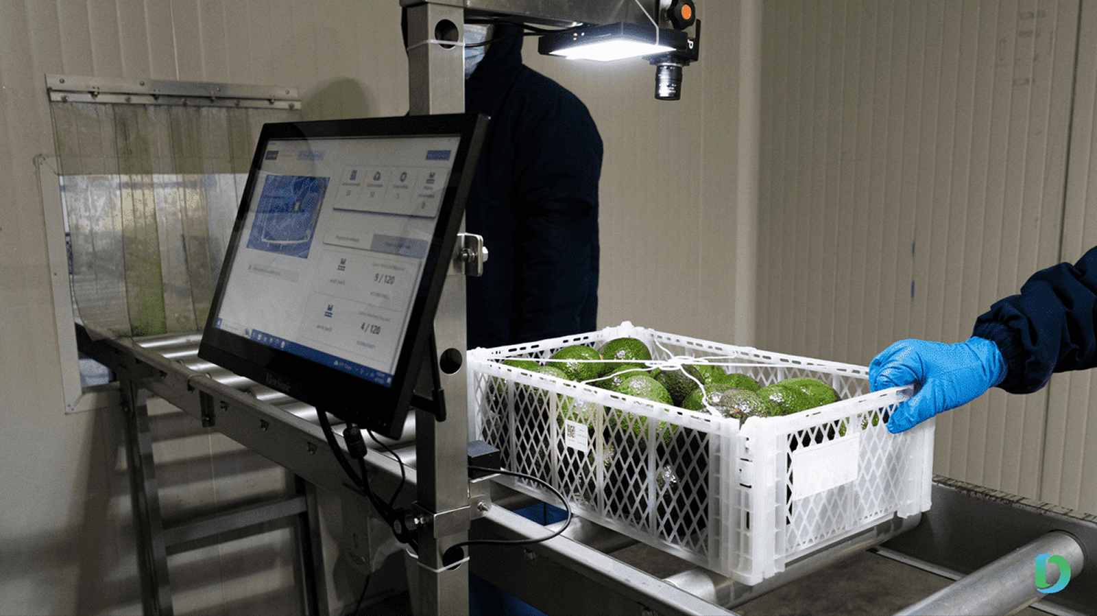Avocados on conveyor belt during quality scan