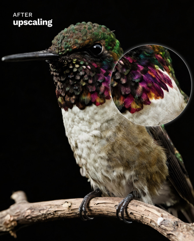 Graphic showing hummingbird feather detail after upscaling