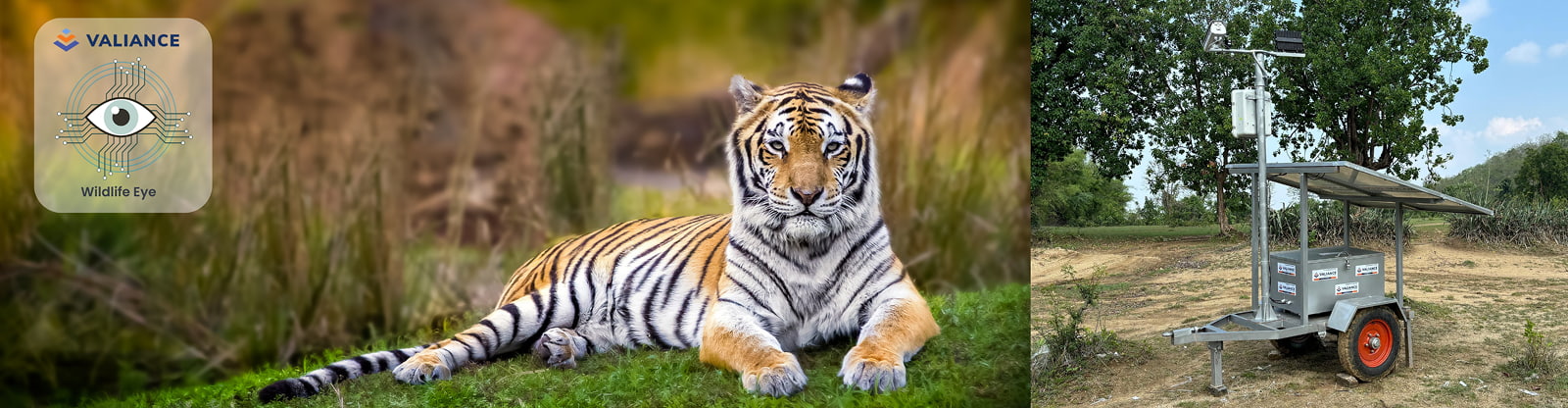 Tiger and Wildlife Eye solar surveillance trailer