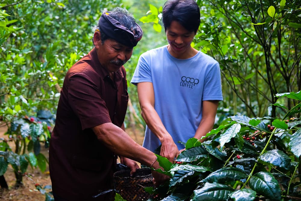 Two men working in a lush, green coffee plantation