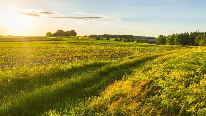 fields with the sun shining and trees in the background