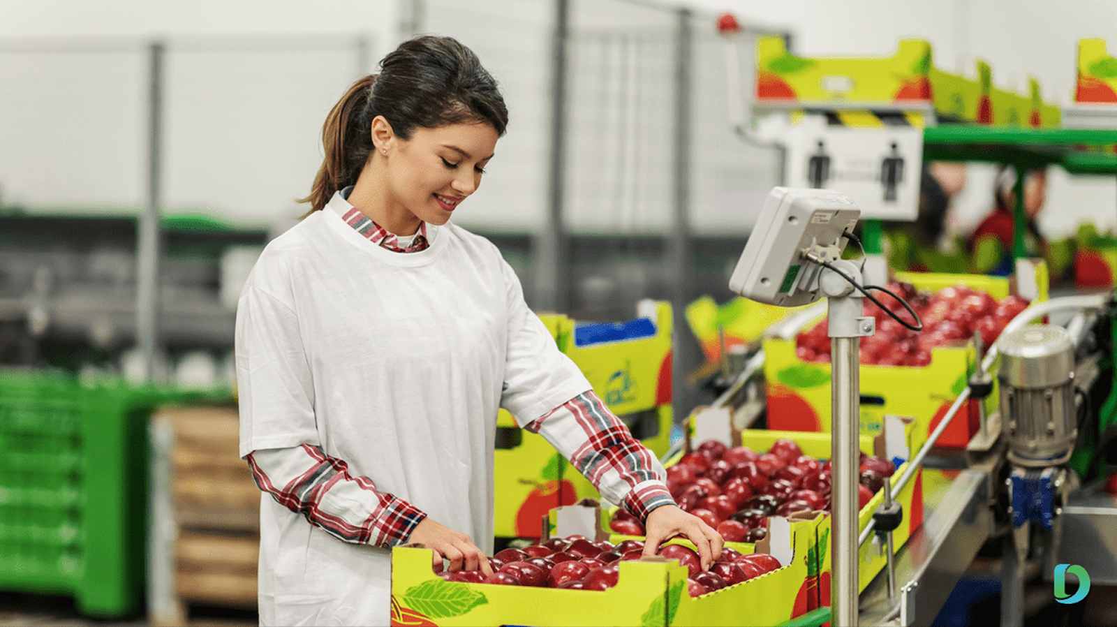 A woman packing red apples into yellow boxes