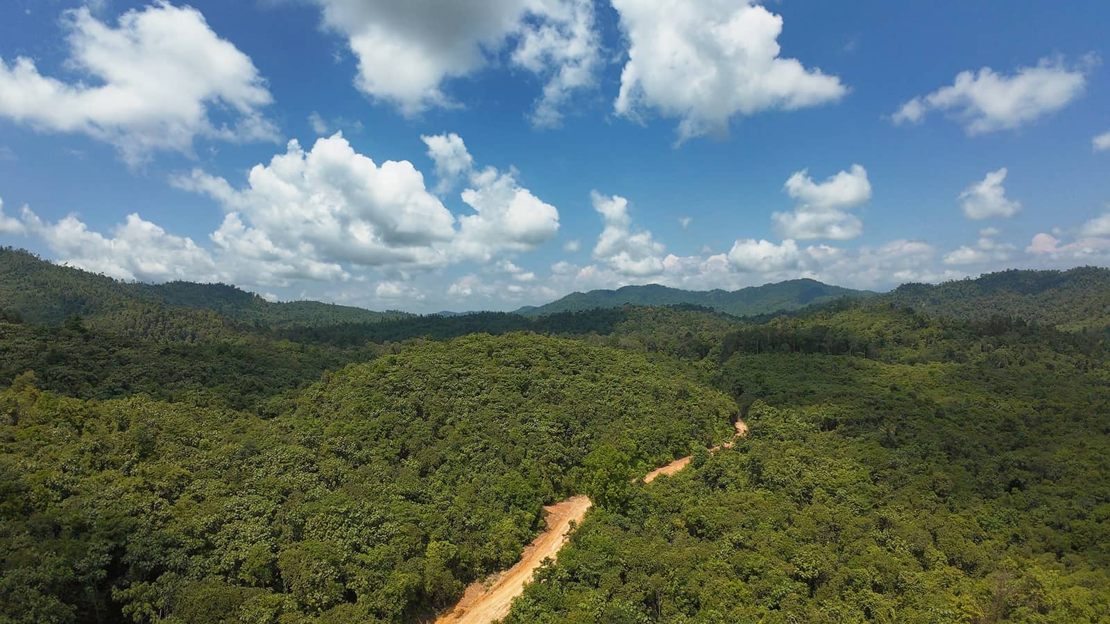 Aerial view of path through the forest