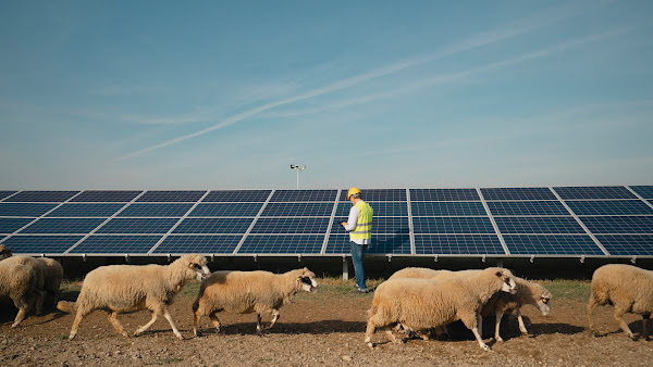 Schafherde, die an Sonnenkollektoren vorbeizieht