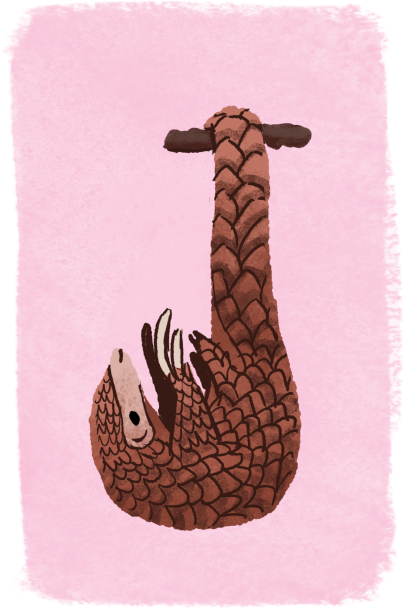 Illustration of a brown pangolin hanging upside down on a branch with a pink background