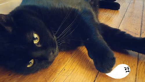 Photograph of a black cat with yellow eyes laying on a brown wood paneled floor - there is a small illustration of a white ghost over one of her paws 