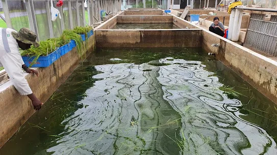 Inside a large greenhouse, researchers monitor rice plants submerged in deep concrete water tanks. This experiment tests the plants' ability to survive extreme flooding as part of climate change resilience research.