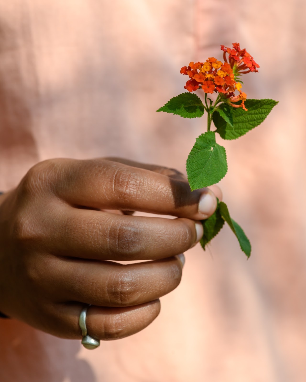 Originally from Central America, lantana out-competes many of India’s native species.