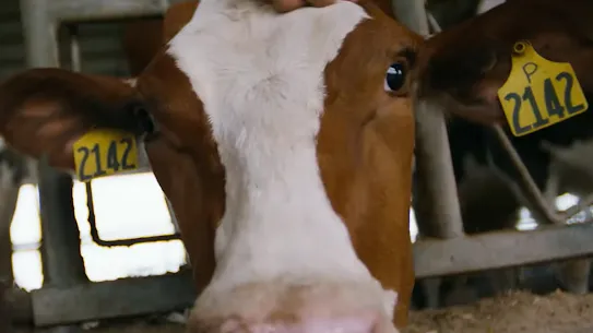 A cow on a farm managed by AI agents.