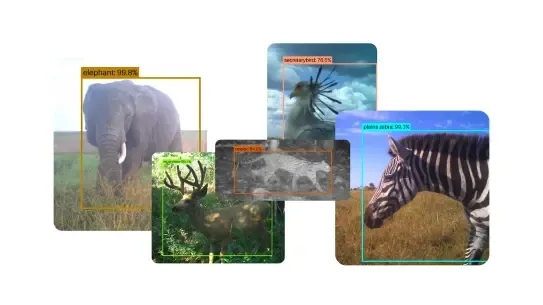 collage of animals using SpeciesNet analysis
