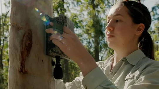 Woman fixes an acoustic listening device to a tree trunk