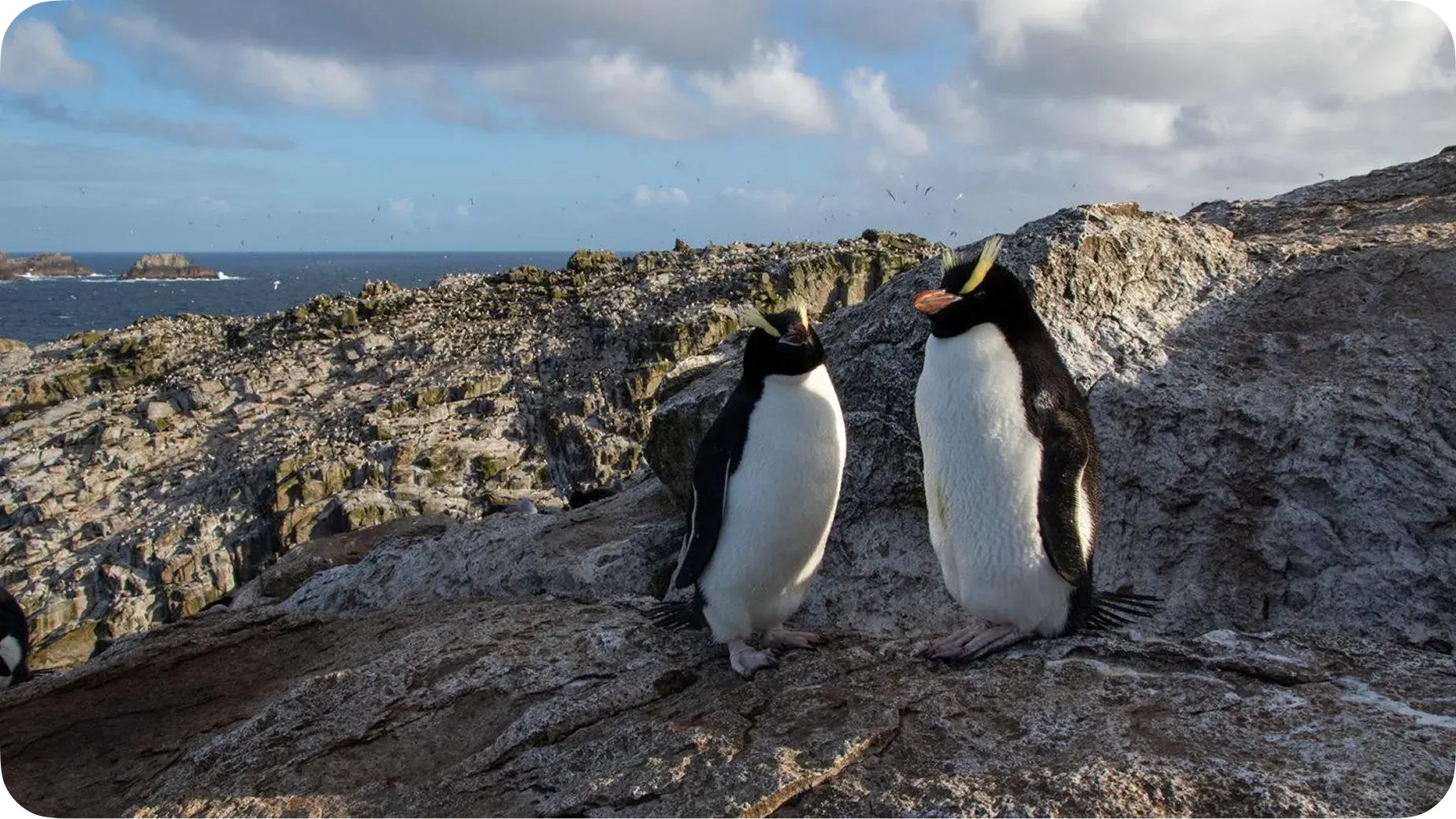 Two crested penguins standing side by side on a rocky coastal cliff with the ocean and blue sky in the background.