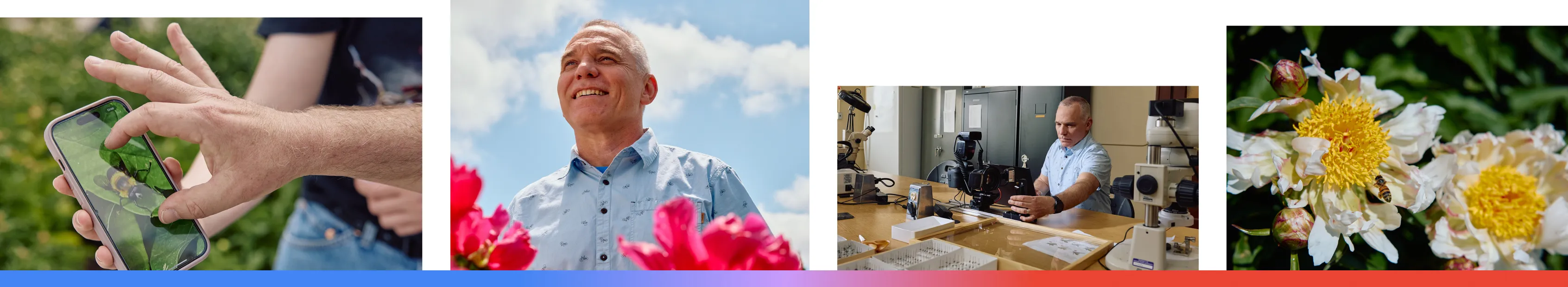 A four-panel photo series showing the BeeMachine project in Kansas: a hand using a mobile app to identify a bee, researcher Brian Spiesman in a flower field and a lab, and a close-up of a bee pollinating a flower.