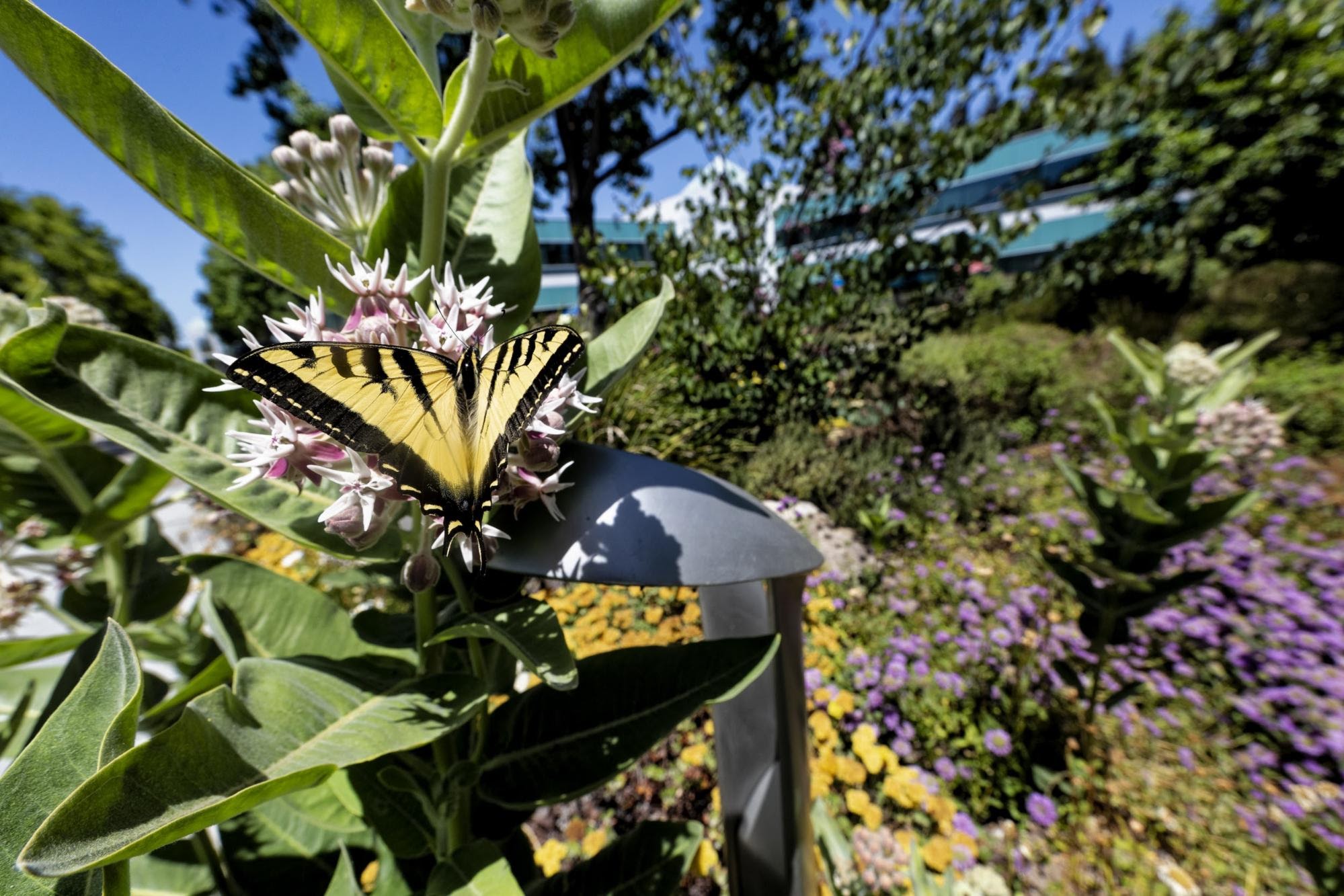 Butterfly lands on plants in outdoor landscape at Google ecology project.