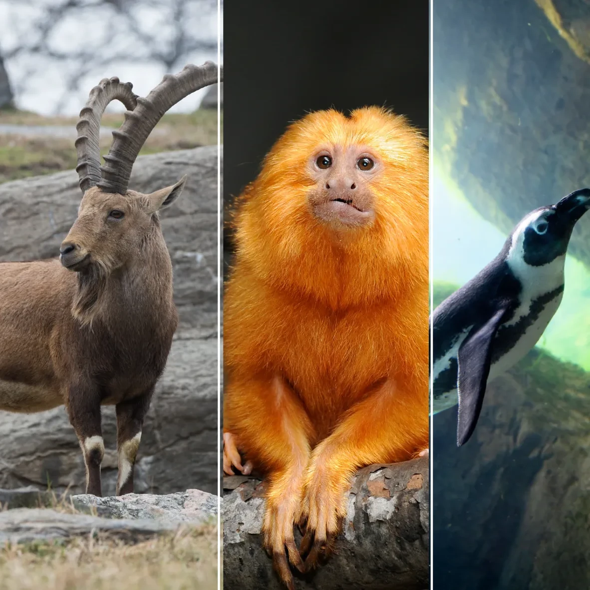 A three-part vertical collage showing an ibex, a golden lion tamarin, and a penguin.