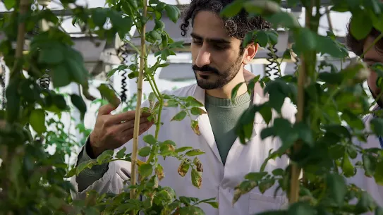 A male agricultural researcher wearing a white lab coat carefully examining leaves on a plant stem inside a greenhouse.