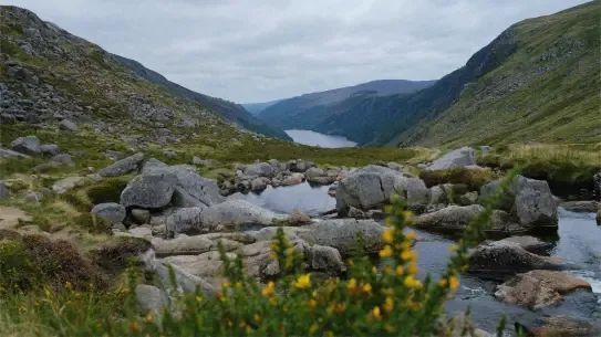 Beautiful mountain with water flowing in valley and yellow flowers