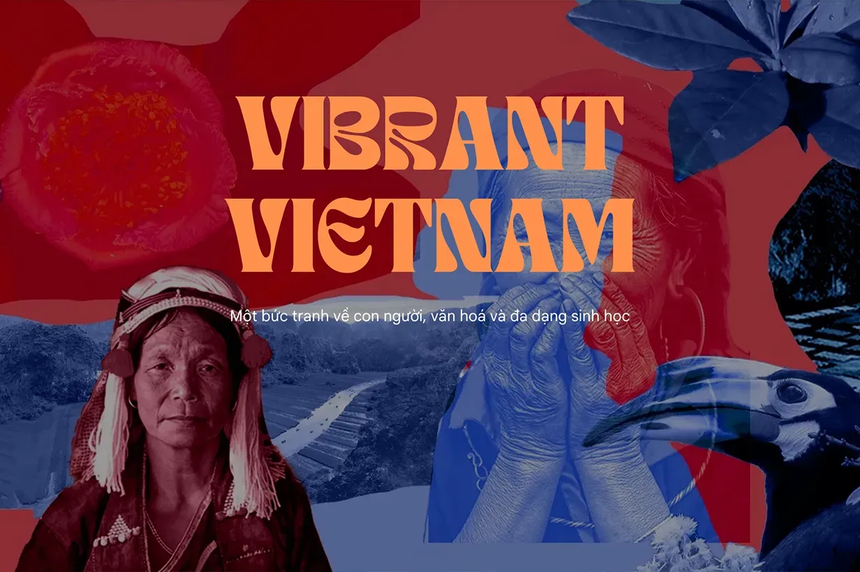 vibrantvn.webp