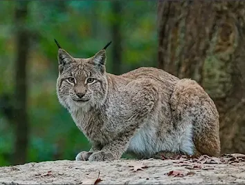 Waze for Wildlife Safety