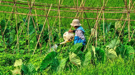 A photograph of a farmer tending to crops in a lush green field, used to illustrate the MapBiomas case study. The image highlights the vital role of smallholder agriculture in local ecosystems and the importance of using satellite data and AI to monitor land-use changes to ensure sustainable farming practices and environmental protection.