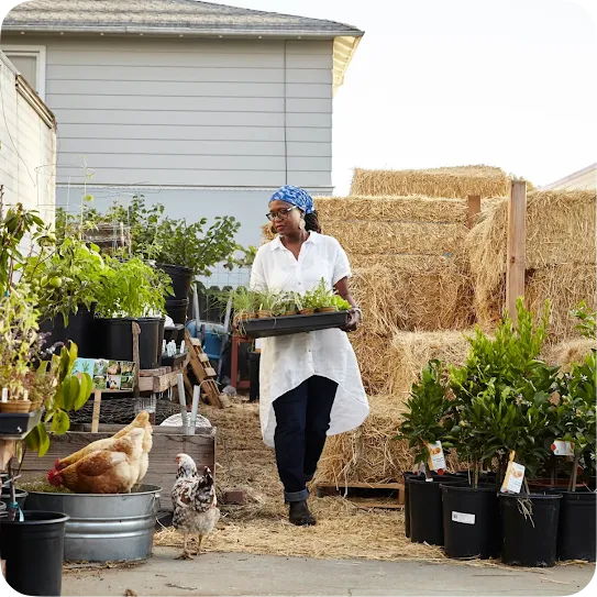 A woman wearing a blue headscarf and a white tunic carries a black plastic tray of plant seedlings through a backyard garden. In the background are stacks of hay bales, potted plants, and chickens roaming nearby.