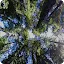 Photograph looking up at the sky through a forest