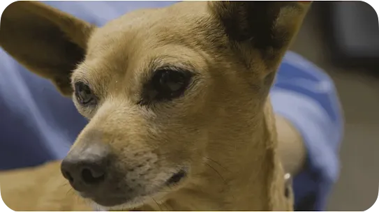 Detailed close-up portrait of a small brown dog looking slightly to the side with alert expression, dark dark eyes, and large upright ears.
