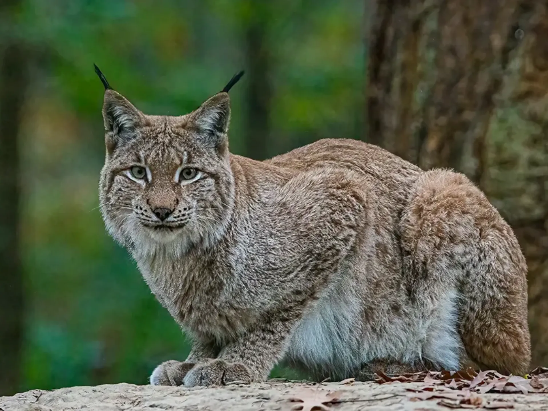 Endangered Iberian Lynx in a nature reserve for the Waze wildlife protection traffic case study