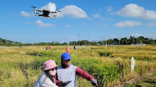 Two researchers in a rice field operating a small drone. One researcher points toward the crop while the other holds a remote controller, using aerial technology to monitor rice growth and health.