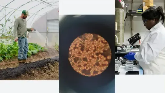 Collage of scientists working greenhouses and in the laboratory