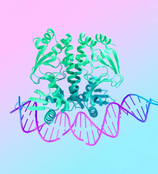 A 3D scientific model showing a teal protein structure interacting with a pink and purple DNA double helix against a pastel gradient background.