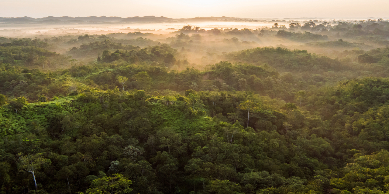 Imagen aérea de un denso bosque verde con niebla asentándose sobre los árboles