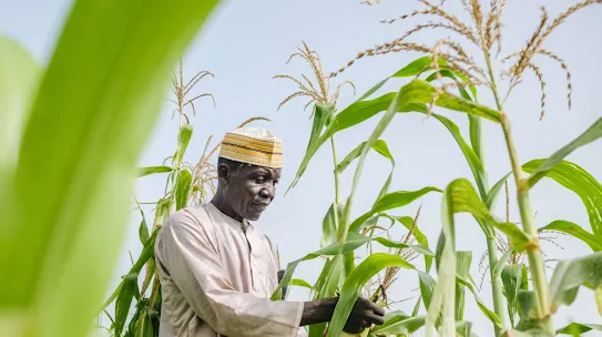 Man in traditional attire inspecting tall green maize plants in a field on a sunny day.