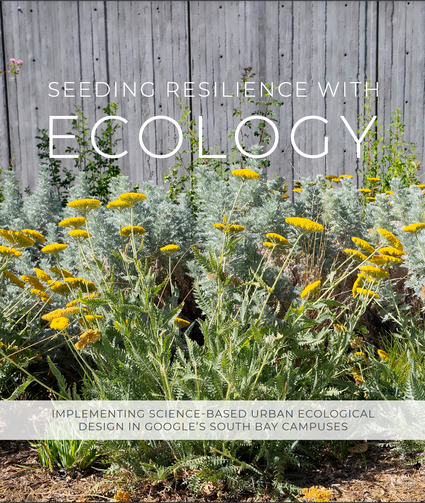 Cover image of a white paper titled: Seeding resilience with ecology