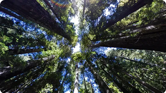 environmentalreview-hero.webp