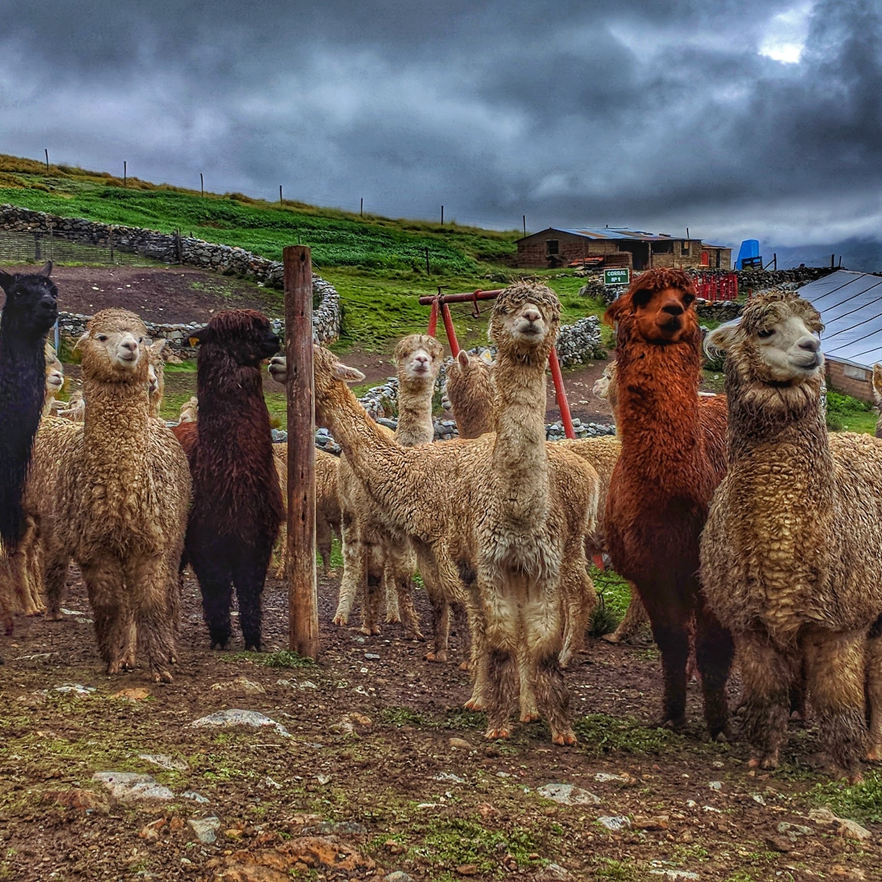 Alpacas rest near Minsur’s San Rafael tin mine.