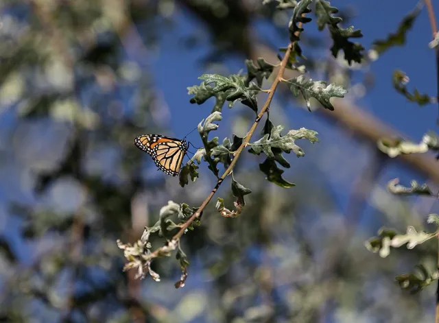 Una mariposa posándose sobre una flor morada alta