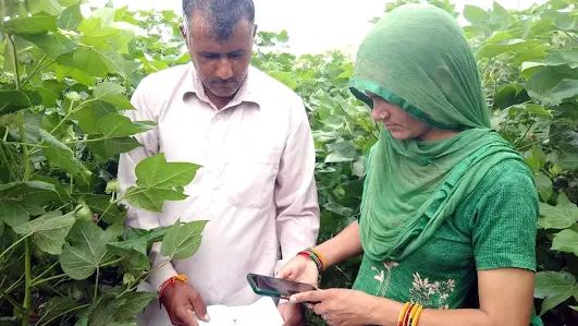 Two people in traditional attire, one wearing a green dupatta, standing in a cotton field. They are using a smartphone to photograph small pests collected on a white sheet, utilizing the Wadhwani AI pest identification app.