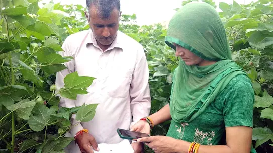 Two people in traditional attire, one wearing a green dupatta, standing in a cotton field. They are using a smartphone to photograph small pests collected on a white sheet, utilizing the Wadhwani AI pest identification app.