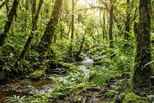 mexico_forest.png