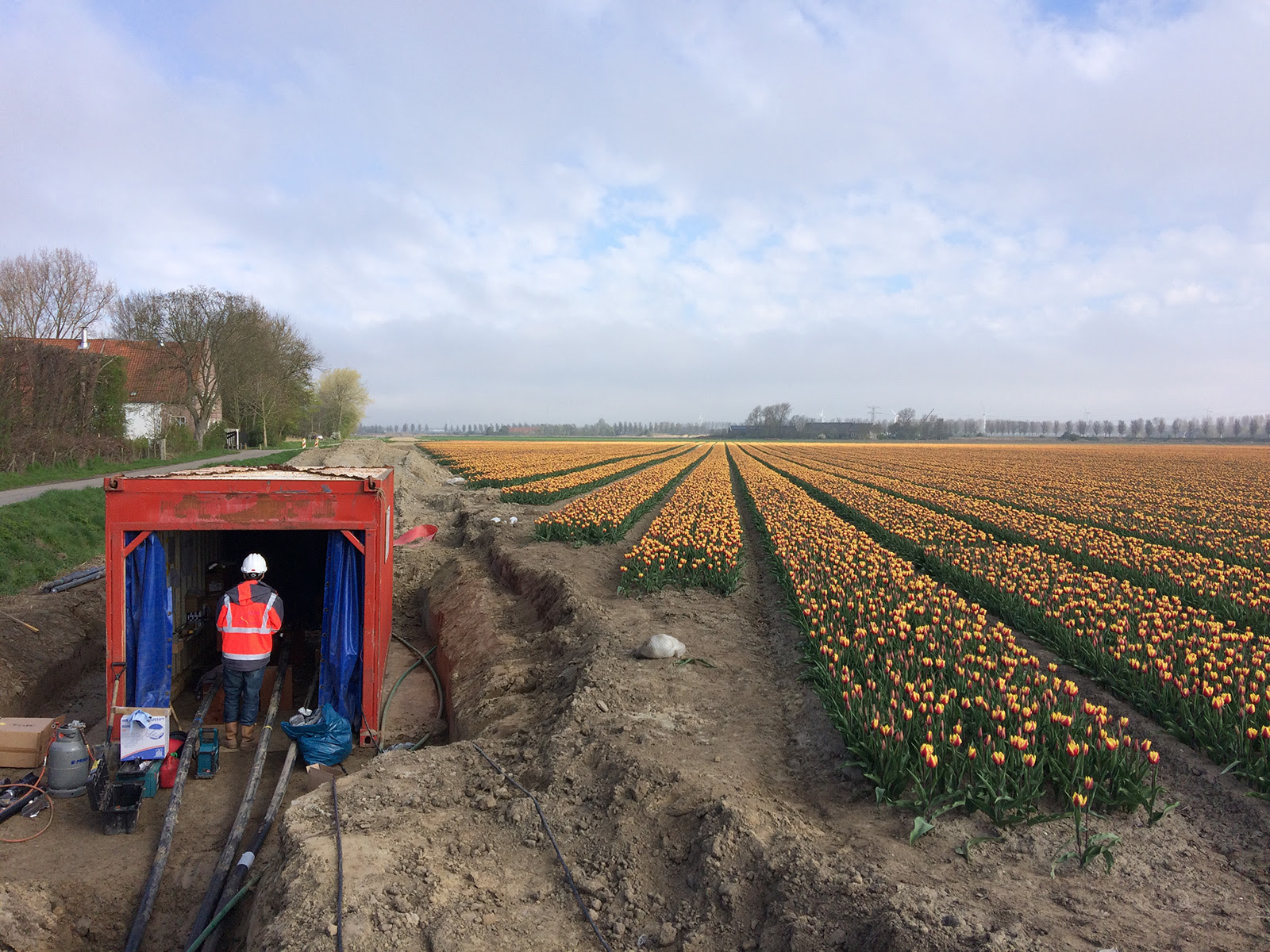 Man working on gritty installation next to a field of tulips