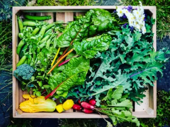 Sabrina's garden goodies