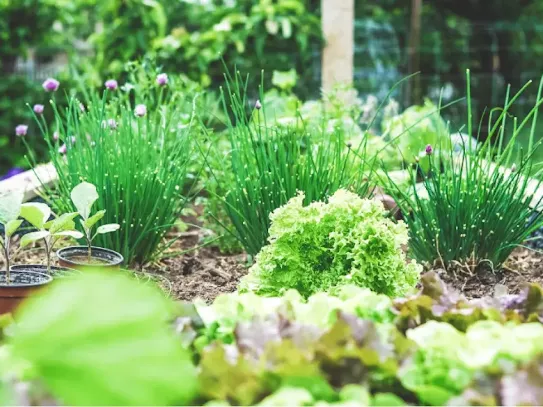 Gardening Know How