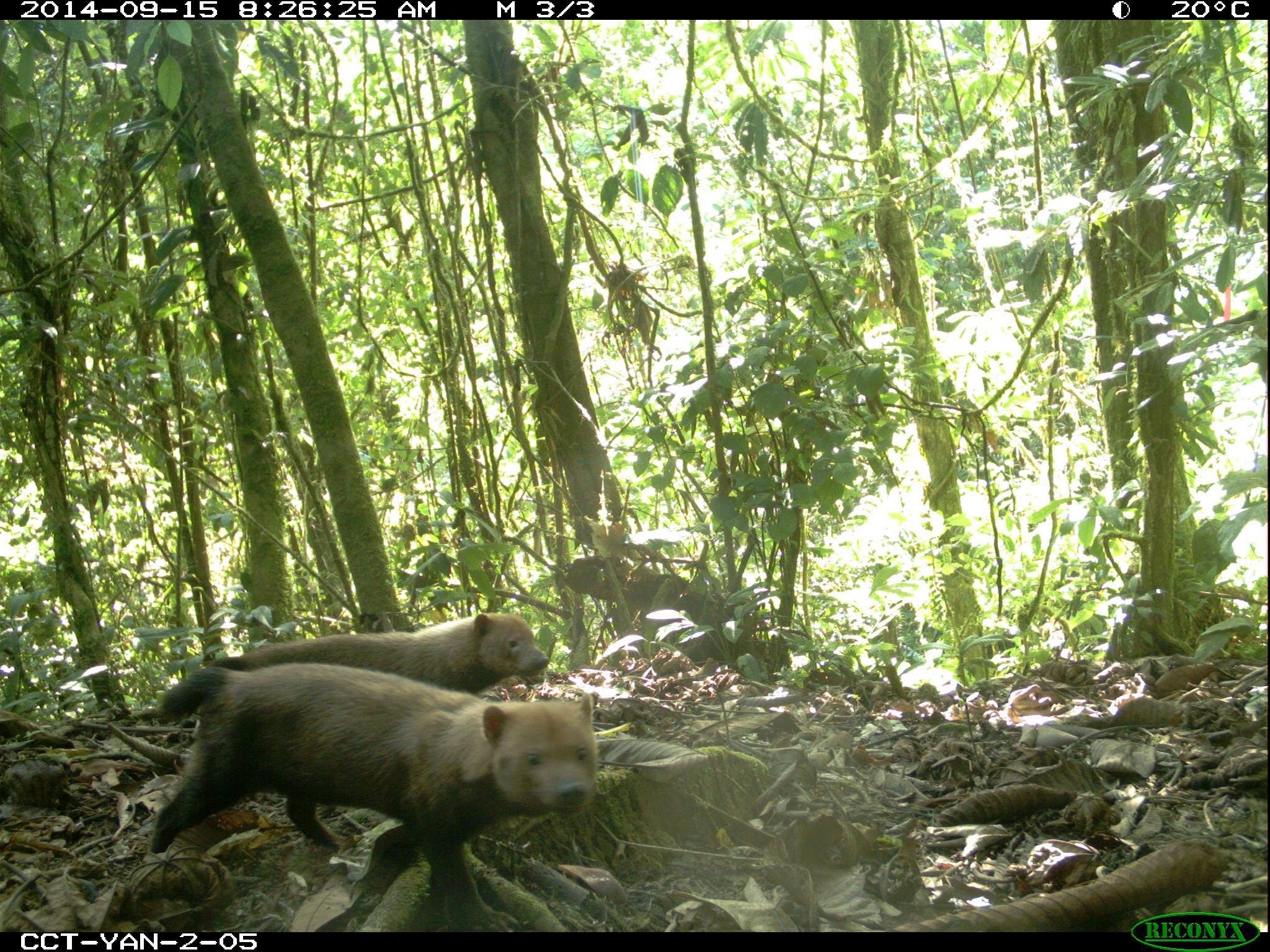 Bush dogs in Amazonian forests.
