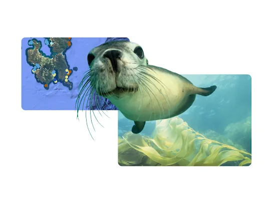 Seal in front of image of kelp 