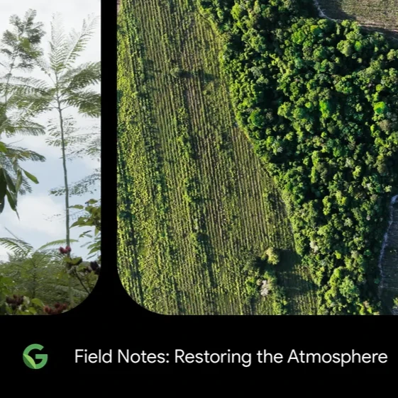 Two tiles showing photographs of rainforests, both against a black background