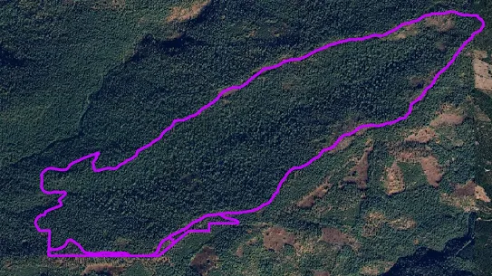 Satellite aerial view of a dense green forest area outlined with a bright purple boundary line indicating property or zone perimeter.