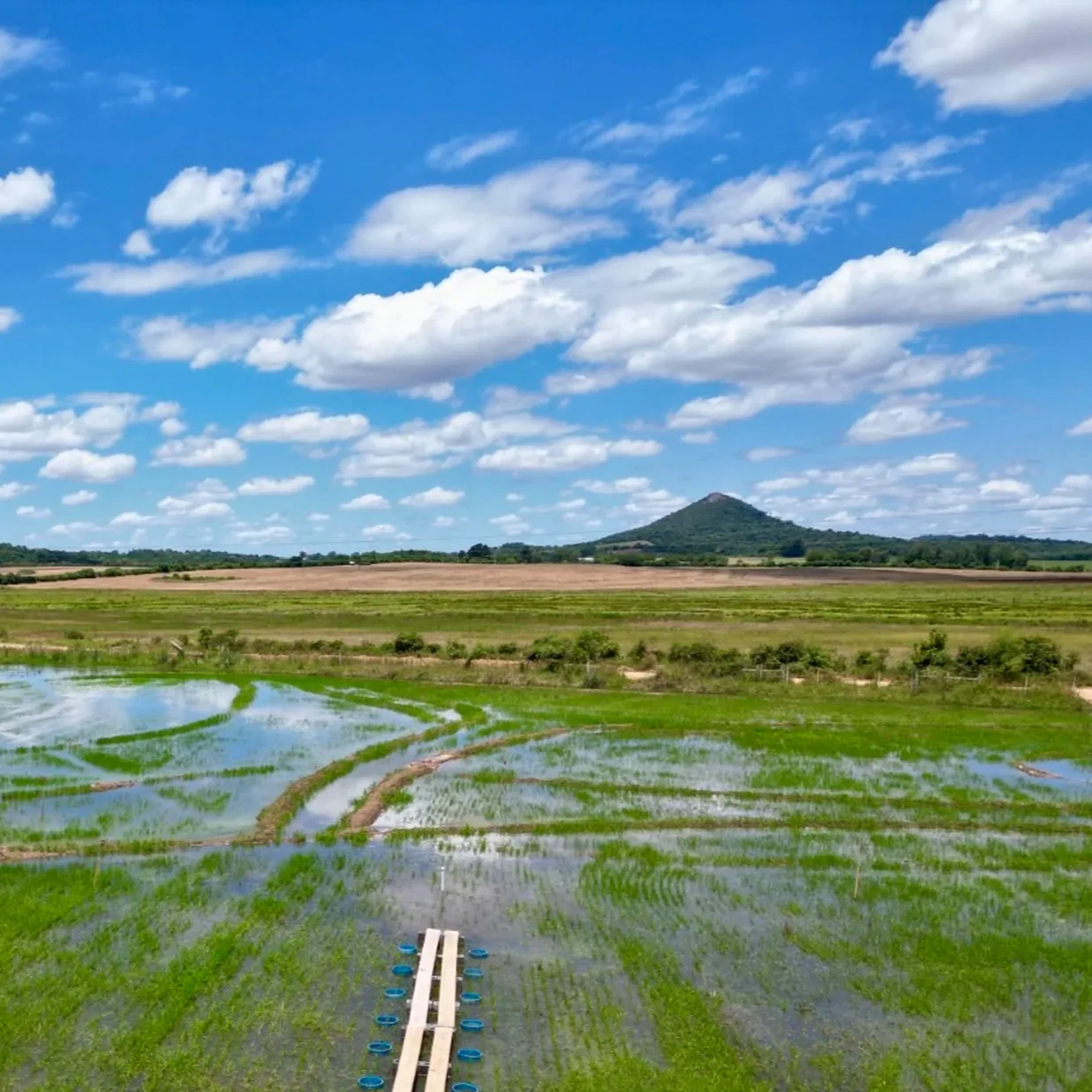 An aerial view of a flooded green rice paddy field under a bright blue sky filled with puffy white clouds, with flat-topped and conical hills visible in the background.