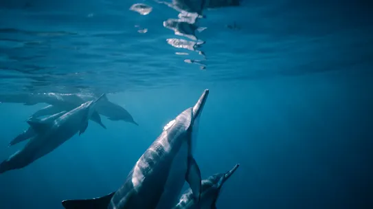 Underwater shot of dolphins